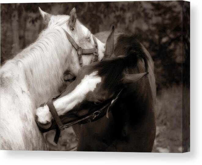 Horses Canvas Print featuring the photograph I'll Scratch Your Back If.... by Angela Rath