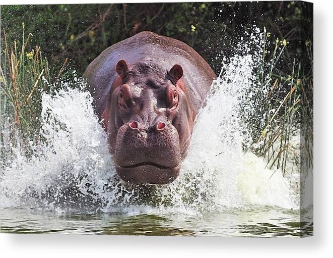 Hippo Canvas Print featuring the photograph I'm Going To Get You !! by Wayne Pearson