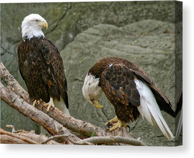 Eagle Canvas Print featuring the photograph I'm Sorry by Michael Peychich