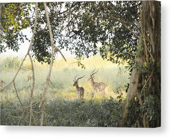 Wildlife Canvas Print featuring the photograph Impala by Patrick Kain