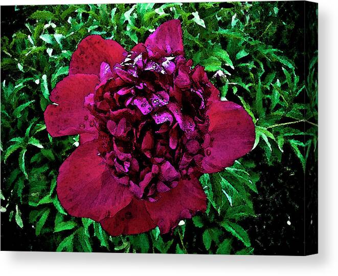 Peony Canvas Print featuring the photograph In My Garden by Pam Ellis