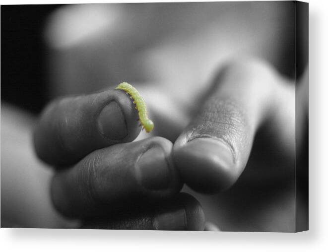 Inchworm Canvas Print featuring the photograph Inchworm by Frank Mari