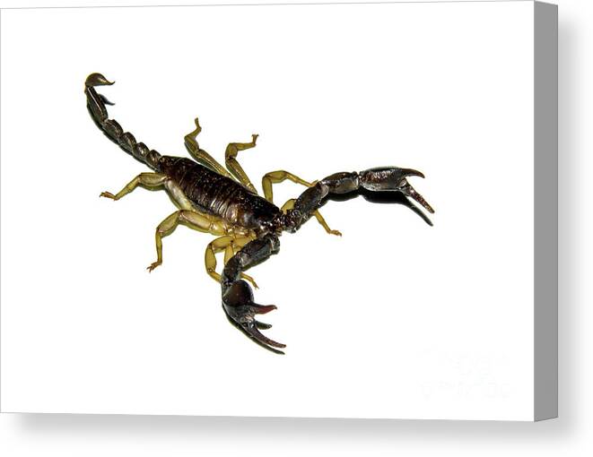 Scorpion Canvas Print featuring the photograph Isolated Black Scorpion by Andreas Berthold