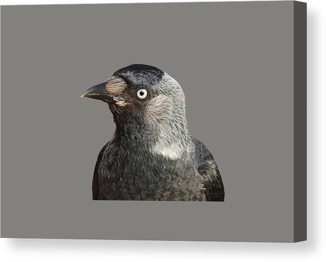 Western Canvas Print featuring the photograph Jackdaw Corvus monedula Bird Portrait Vector by Taiche Acrylic Art