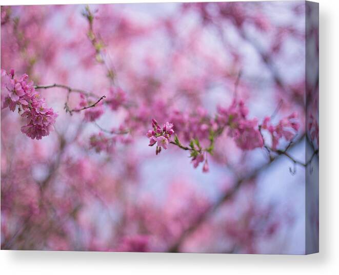 Cherry Blossoms Canvas Print featuring the photograph Joy of spring by Kunal Mehra