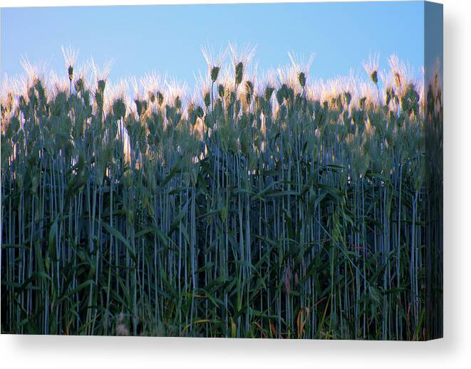 Outdoors Canvas Print featuring the photograph July Crops by Doug Davidson