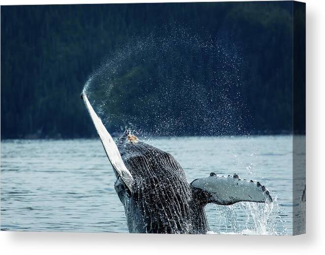 Whale Canvas Print featuring the photograph Juvenile Humpback Whale Breeches by Steven Upton