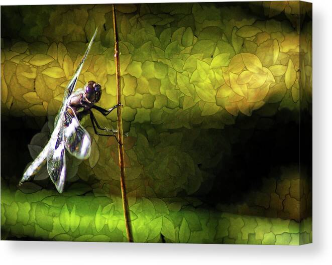 Dragonfly Canvas Print featuring the photograph Keeping An Eye On You by Cameron Wood