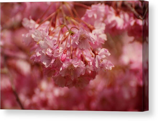 Cherry Blossom Trees Canvas Print featuring the photograph Keeps Me Hanging On by Angie Tirado