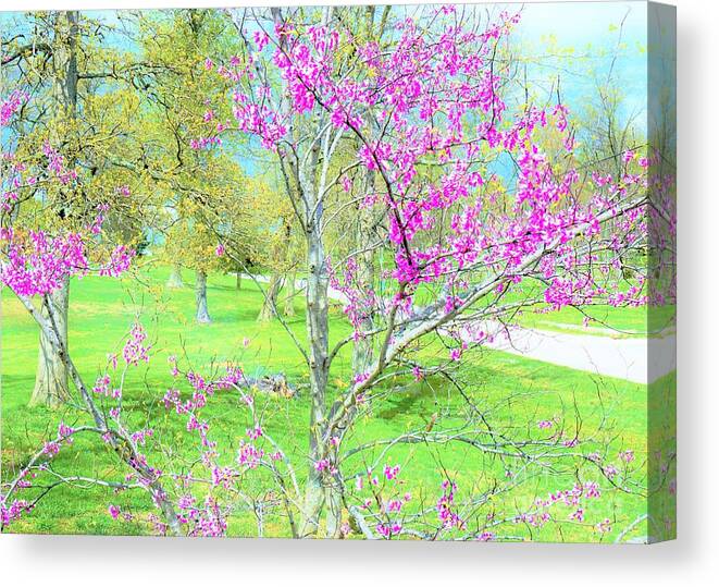 Red Bud Canvas Print featuring the photograph Kentucky spring by Merle Grenz