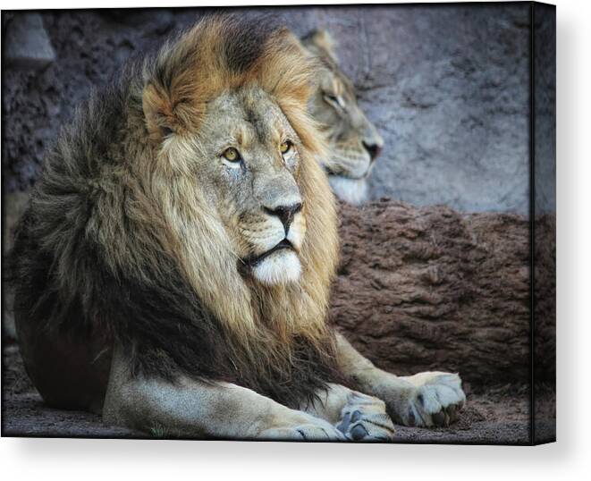 Lions Canvas Print featuring the photograph King N Queen by Elaine Malott
