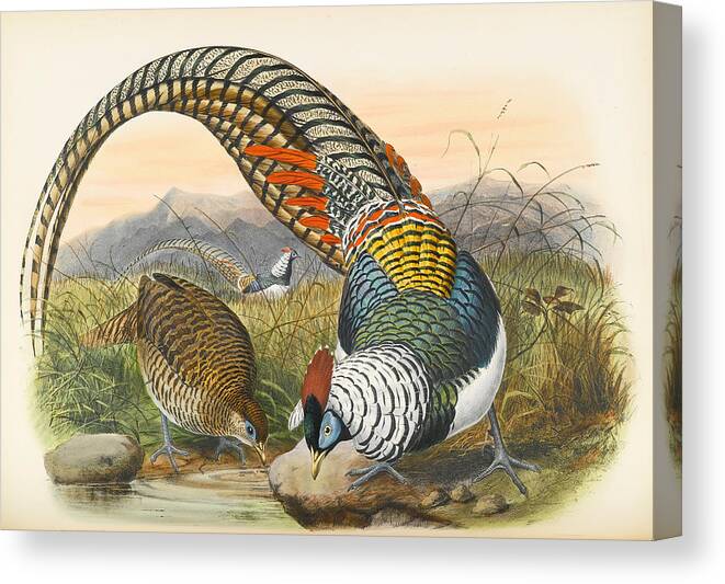 Joseph Wolf Canvas Print featuring the drawing Lady Amherst's pheasant. Chrysolophus amherstiae by Joseph Wolf