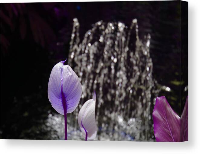 Lavender Canvas Print featuring the photograph Lavender flower at fountain by Alice Markham