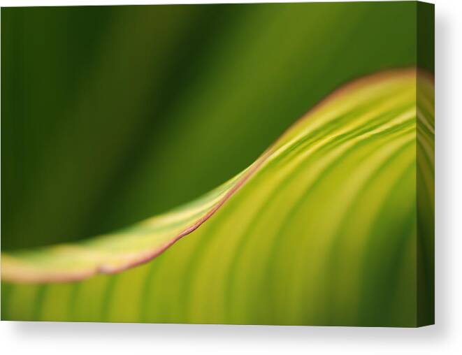 Macro Canvas Print featuring the photograph Leaf by Catherine Lau
