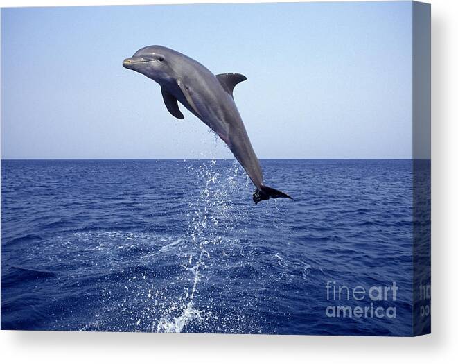 Bottlenose Dolphin Canvas Print featuring the photograph Leaping Bottlenose Dolphin by Francois Gohier