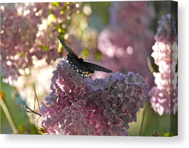 Butterfly Canvas Print featuring the photograph Lilac World by Michele Myers