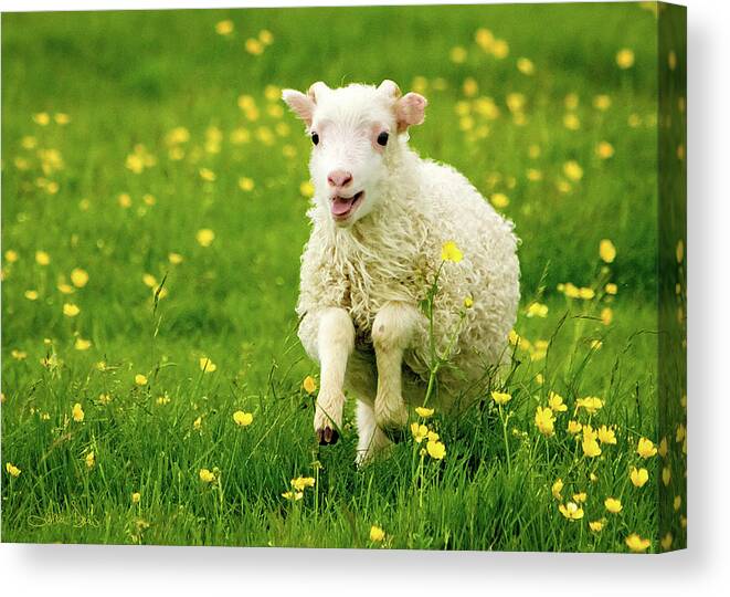 Flatlandsfoto Canvas Print featuring the photograph Lilly the Lamb by Joan Davis