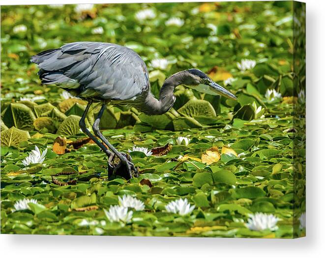 Blue Heron Canvas Print featuring the photograph Lily Heron by Jerry Cahill