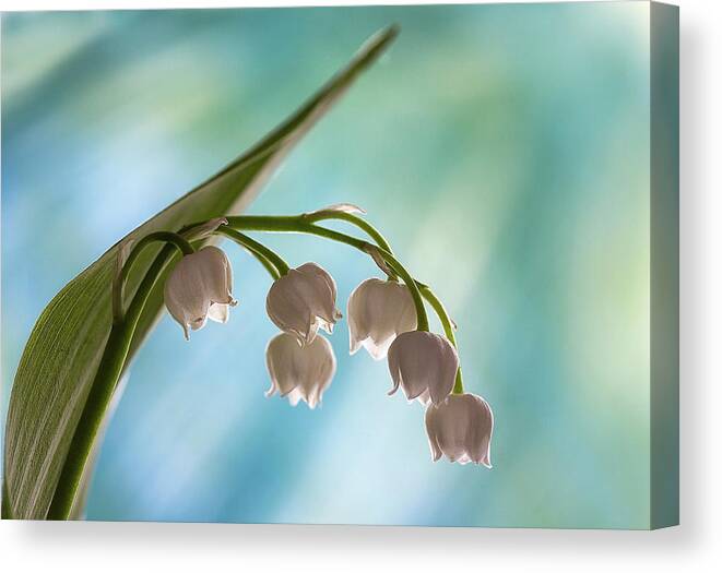 Lily Canvas Print featuring the photograph Lily of the Valley by Shirley Mitchell