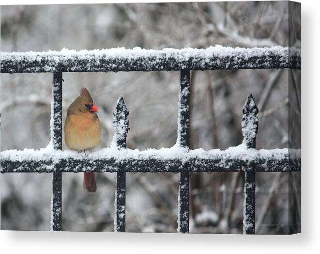 Female Canvas Print featuring the photograph Limited Edition Female Cardinal Two by Diane Lindon Coy
