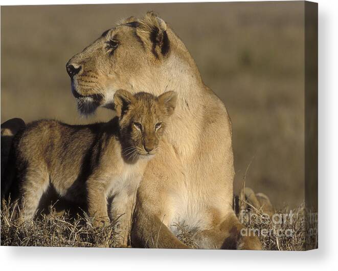 Lioness Canvas Print featuring the photograph Lioness And Her Cub by Sandra Bronstein