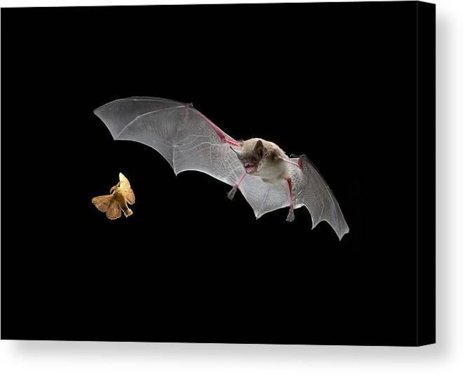 Mp Canvas Print featuring the photograph Little Brown Bat Hunting Moth by Michael Durham