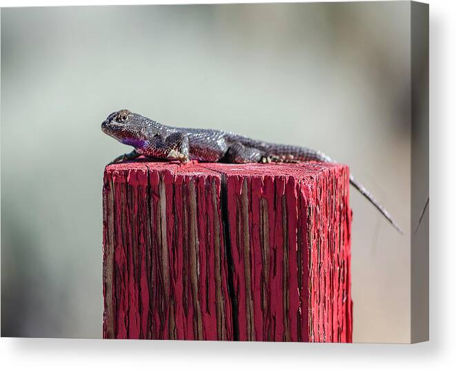 Red Canvas Print featuring the photograph Lizard on a Red Post by Rick Mosher