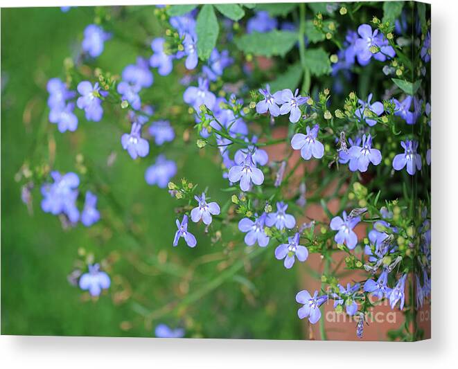 Blue Canvas Print featuring the photograph Lobelia Flowers by Karen Adams