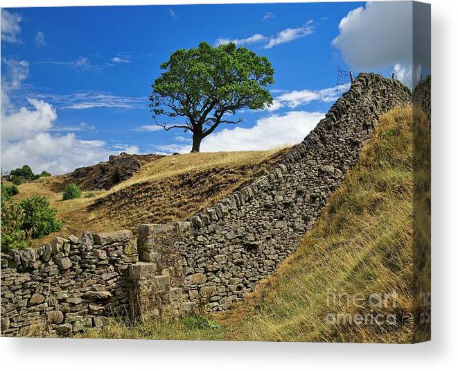 Lone Tree Canvas Print featuring the photograph Lone Moorland Tree in Yorkshire Dales by Martyn Arnold