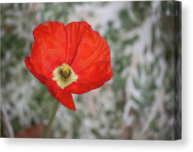 Photograph Canvas Print featuring the photograph Lone Poppy by Suzanne Gaff