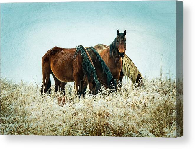 Winter Canvas Print featuring the photograph Looking at You on a Frosty Day by Jolynn Reed