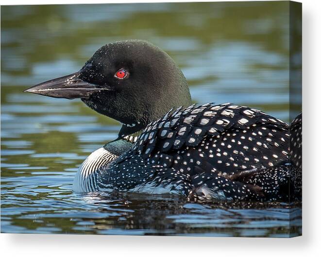 Loon Canvas Print featuring the photograph Loony bird by Ian Sempowski