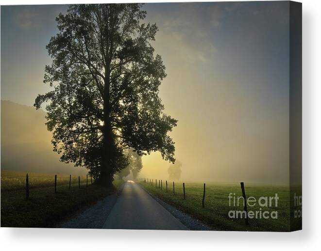 Tree Canvas Print featuring the photograph Loop Rd Sunrise by Douglas Stucky