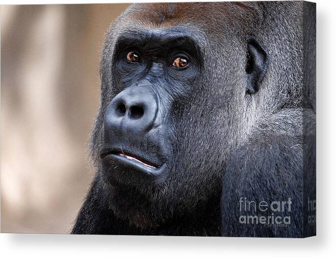 Gorilla Canvas Print featuring the photograph Lost Soul by Dyle  Warren