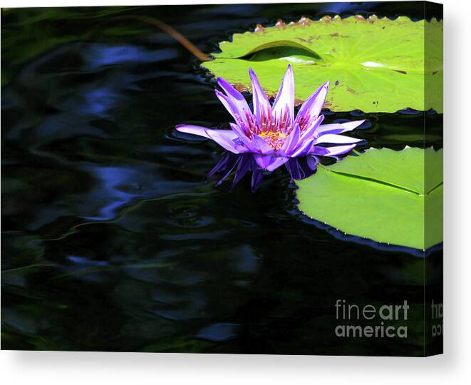 Lotus Canvas Print featuring the photograph Lotus and Dark Water Refection by Paula Guttilla