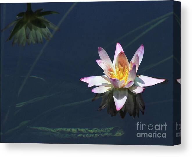 Lotus Canvas Print featuring the photograph Lotus and Reflection by Paula Guttilla