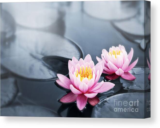 Blossoms Canvas Print featuring the photograph Lotus blossoms by Elena Elisseeva