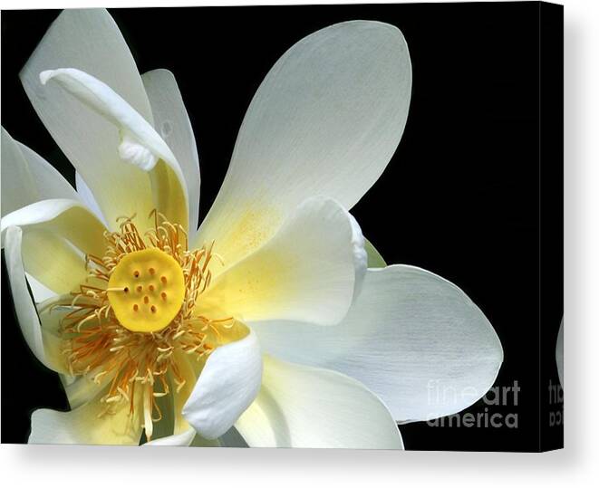 Lotus Canvas Print featuring the photograph Lotus From Above by Sabrina L Ryan