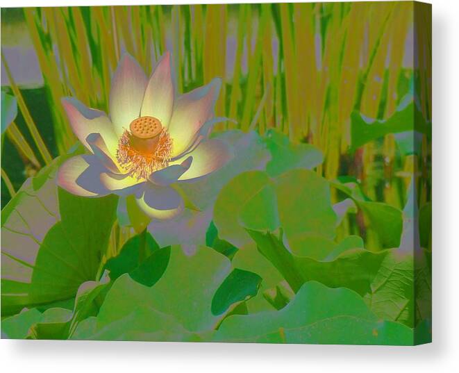 Lotus Canvas Print featuring the digital art Lotus Light by Tg Devore
