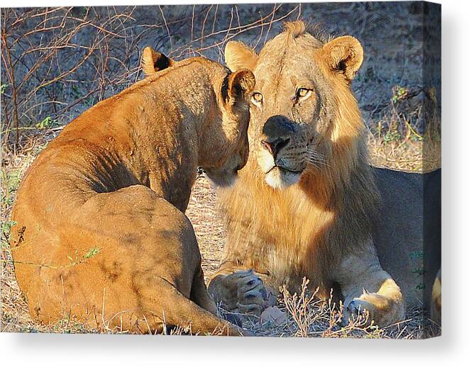 Loving Canvas Print featuring the photograph Loving Lions by Ted Keller