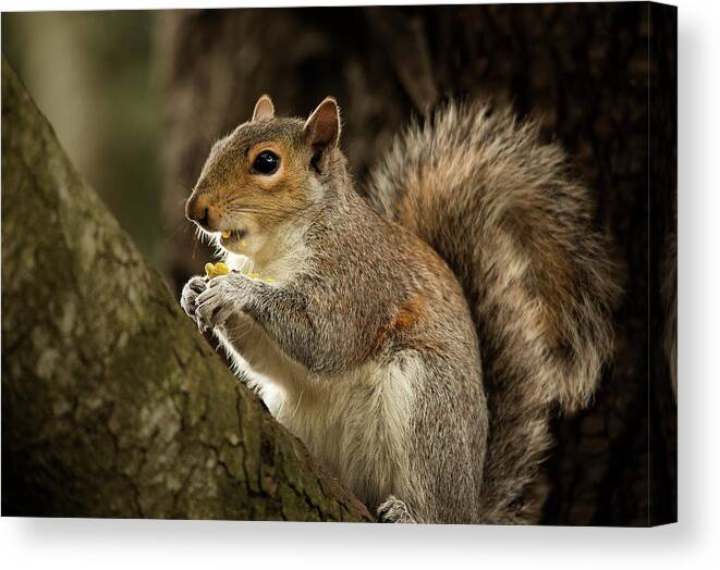 Animal Canvas Print featuring the photograph Lunch by Bob Cournoyer