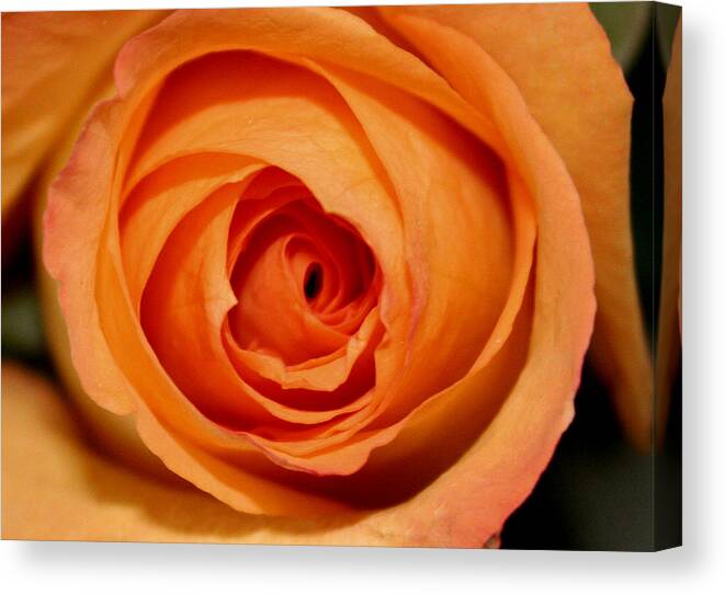 Rose Canvas Print featuring the photograph Luscious Rose by Mary Gaines