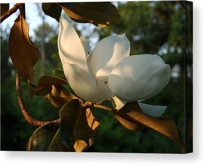 Magnolia Canvas Print featuring the photograph Magnolia by Heather S Huston