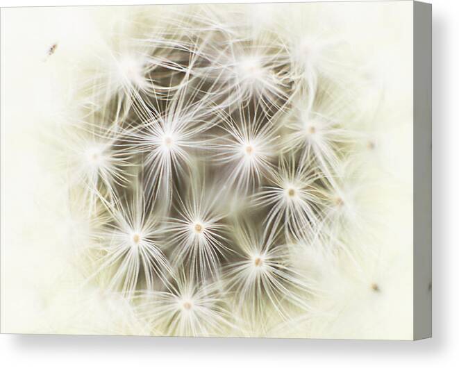 Dandelion Puff Canvas Print featuring the photograph Make a Wish by Marlo Horne