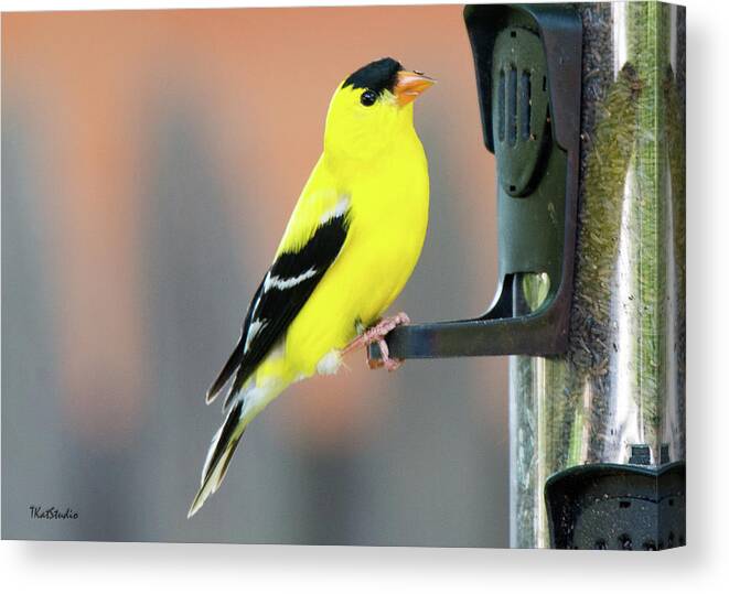 American Goldfinch Canvas Print featuring the photograph Male American Goldfinch by Tim Kathka