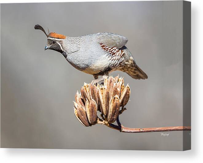Bird Canvas Print featuring the photograph Male Gambel's Quail on Yucca Pods by Fred J Lord