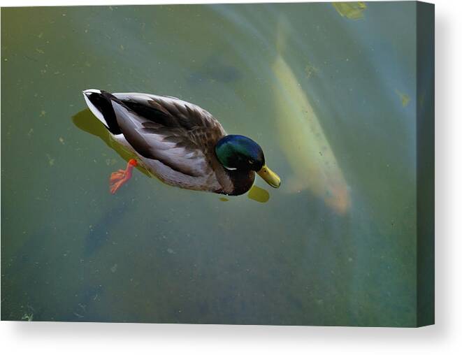 Nature Canvas Print featuring the photograph Mallard and Carp by Ron Cline