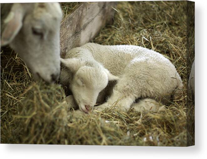 Lamb Canvas Print featuring the photograph Mama's Lil Lamb by Linda Mishler
