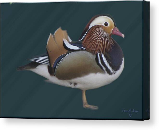 Duck Canvas Print featuring the photograph Mandarin Duck II by Donna Brown