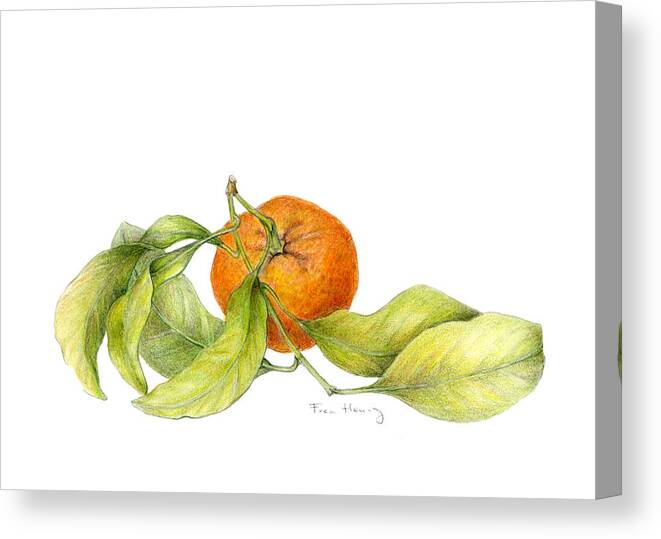 Mandarin Orange Canvas Print featuring the drawing Mandarin Orange by Fran Henig